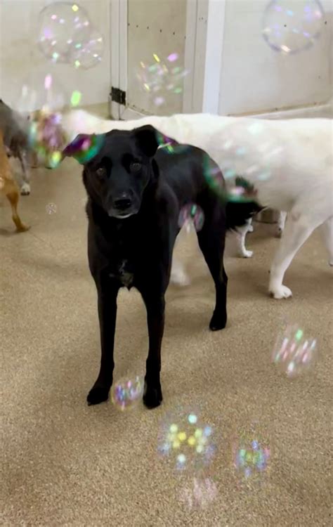 Lazy Dog Crazy Dog - West Seattle | Seattle WA