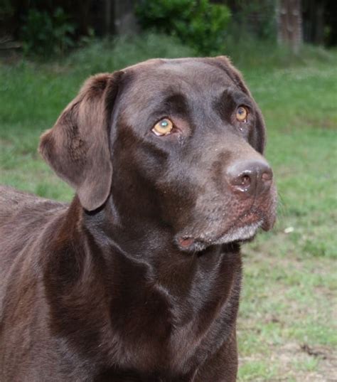 Chien Labrador Retriever Jacinthe Sans Affixe