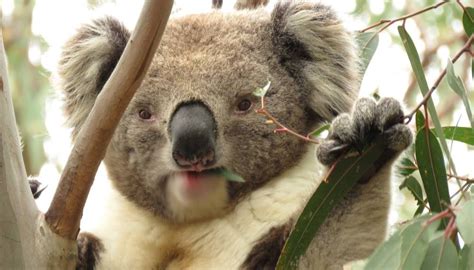 How Do Koalas Eat? – Koala Clancy Foundation