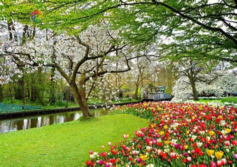 Du Lịch Châu Âu Mùa Xuân Lễ Hội Hoa Tulip Đức Hà Lan Bỉ Pháp