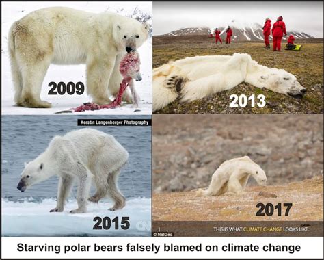 Starving Polar Bears Used To Scare Kids To Death