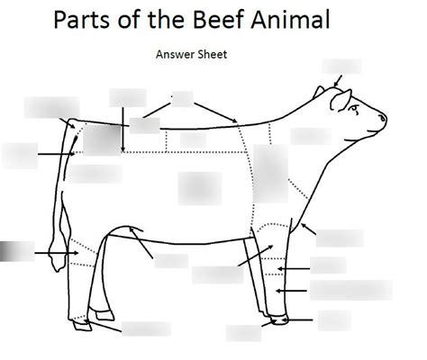 Beef Cattle External Anatomy Diagram | Quizlet