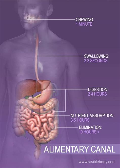 Time For Various Digestion Processes Basic Anatomy And Physiology Digestive System Anatomy