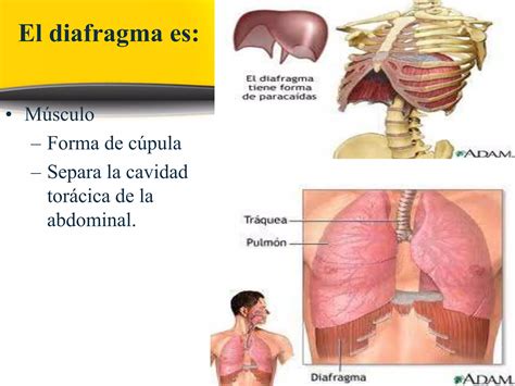 Posiciones Planos Regiones Y Cavidades Anatomicas Pptx