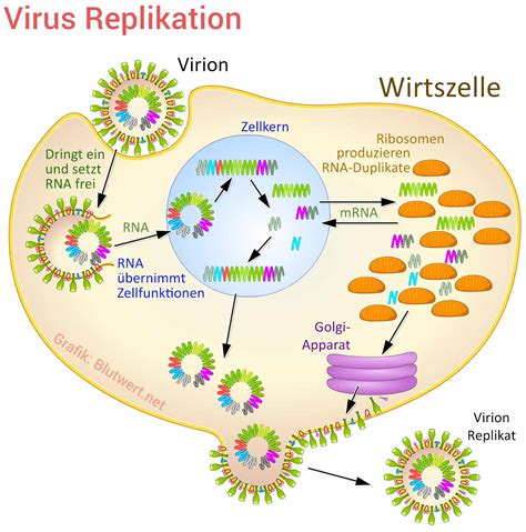 Viren Virus Aufbau Arten Erkrankungen Schutz