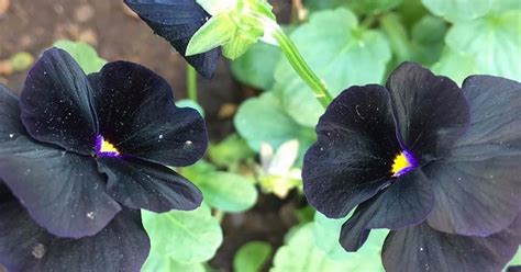 Black Flowers | POPSUGAR Home