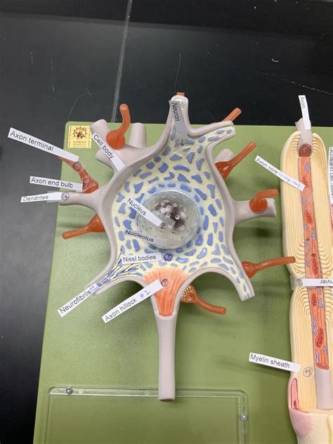 Neuron Cell Diagram | Quizlet