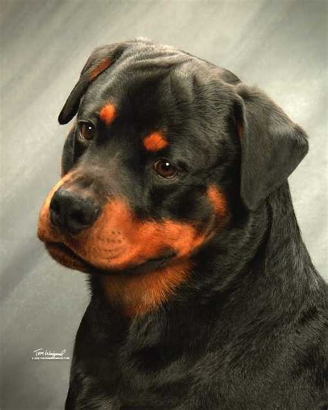 Rottweiler Dog Breed Info Pictures Facts Traits And More Dogster