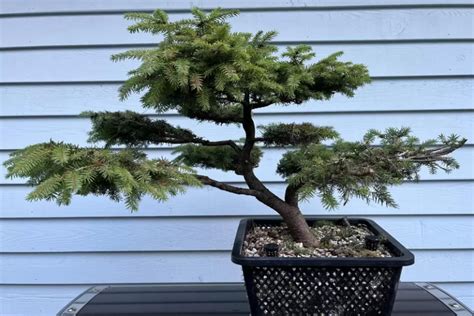 Birds Nest Spruce Bonsai The Perfect Addition To Your Garden