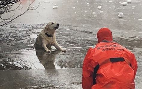 Dog Rescued From Freezing Water After Falling Through Ice On Pond In