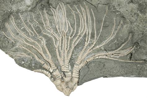 4" Ordovician Fossil Crinoid (Cupulocrinus) - Ontario (#269877) For ...