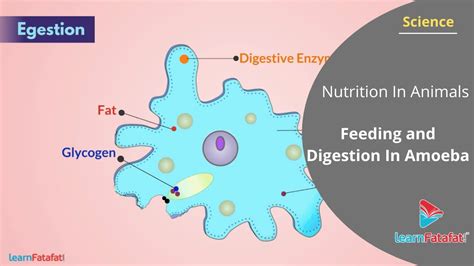 Nutrition In Animals Class 7 Science Feeding And Digestion In Amoeba