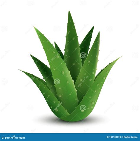 Aloe Vera Plant Stock Vector Illustration Of Natural