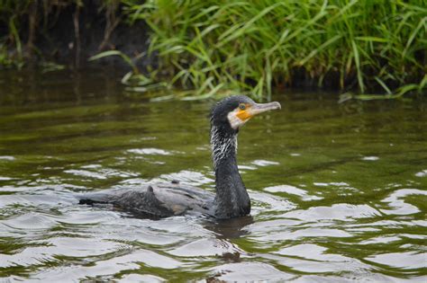 Cormorant In The Water Free Stock Photo Public Domain Pictures