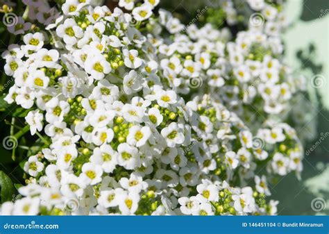 A White Sweet Alyssum Lobularia Maritima Flower Is A Delicate Carpet Of