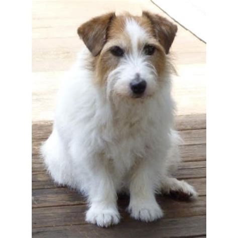 Belle Small Female Wire Haired Jack Russell Terrier Dog In Nsw