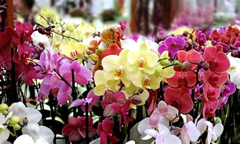 How Colored Orchids Are Made