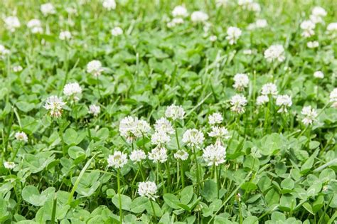 White Clover Flowers Field In Summer Stock Image Colourbox