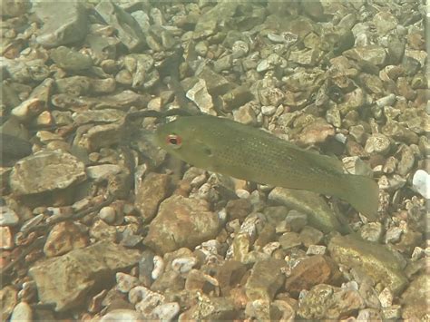 Rock Bass Spavinaw Creek Delaware County Oklahoma Mark Otnes Flickr