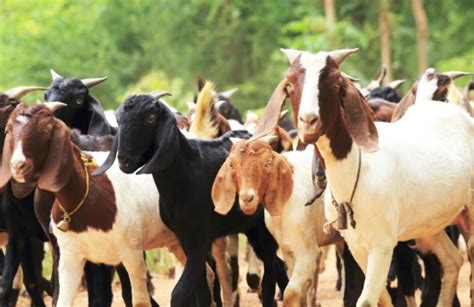 Harga Kambing Qurban Per Ekor Terbaru September Hargabulanini