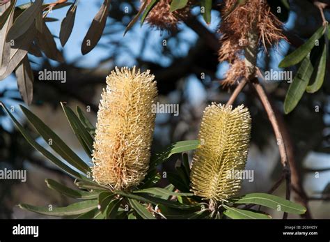 Coast Banksia Banksia Integrifolia Elwood Melbourne Australia Stock