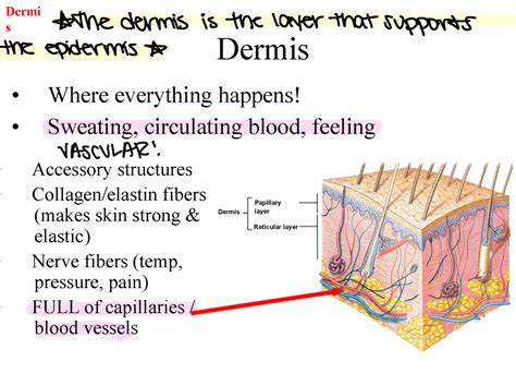 The Dermis, the supporting layer - Dermi S the dermis is the layer that supports the epidermis ...