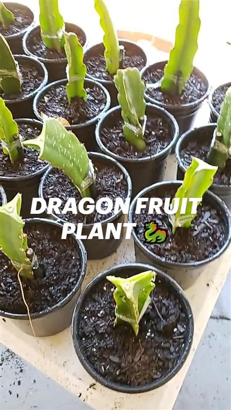 Everything You Need To Know About Dragon Fruit Trees Artofit