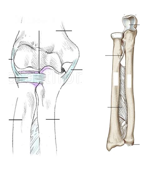Radioulnar Joint - Structures Diagram | Quizlet