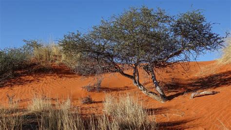 204 Kalahari Desert Plants Stock Photos - Free & Royalty-Free Stock ...