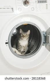 Cat In Washing Machine Royalty Free Photos And Stock Images