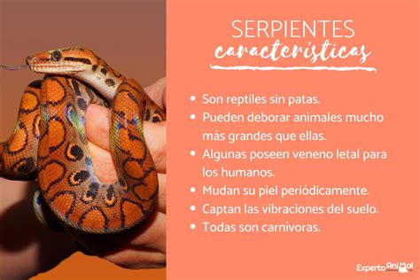 Características Asombrosas de las Serpientes Todo lo que Debes Saber