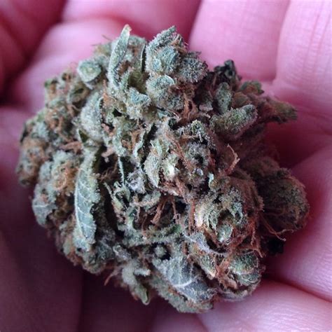 Photos Of Sour Alien Weed Strain Buds Leafly