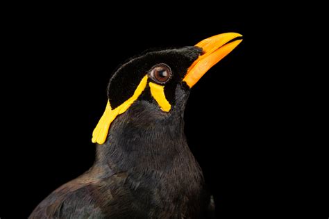 Palawan Hill Myna Gracula Religiosa Palawanensis Joel Sartore