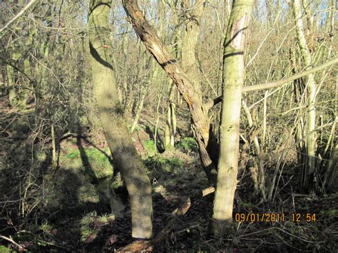 Phil Coles Natural History Blog Rushbeds Wood And Lapland Farm