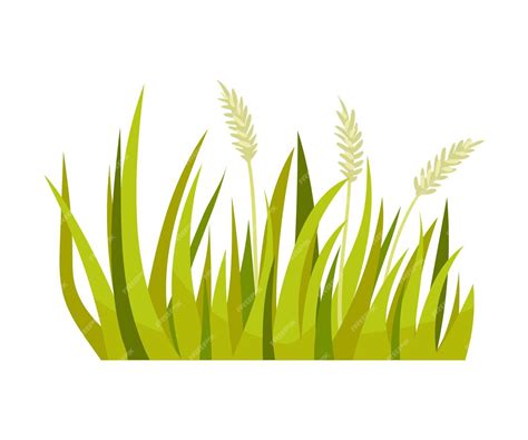 Premium Vector Unripe Spikelets In The Tall Green Grass Vector Illustration On A White Background