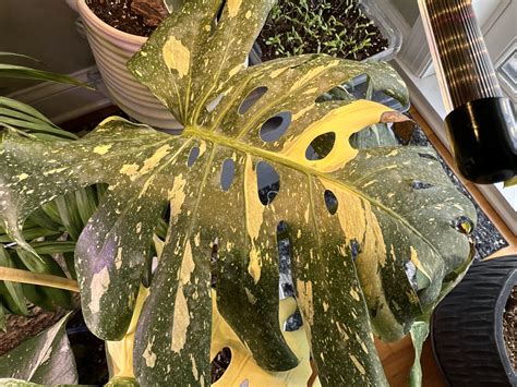 Monstera Thai Constellation Water Needs