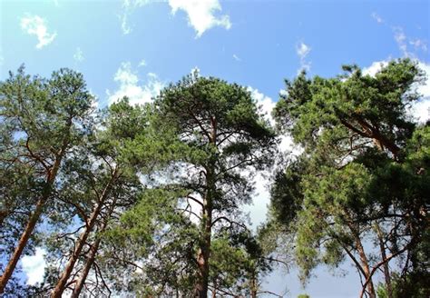 Premium Photo Pine Trees In The Coniferous Forest