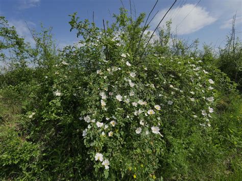 Flowering Shrubs of the Wild Rose Rosa Canina L. Along Field Roads ...