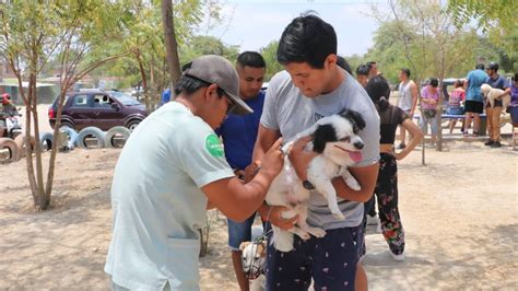 Piura M S De Perros Vacunados Contra La Rabia Canina Noticias