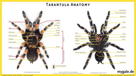 Anatomy | Spiderpedia Wiki | Fandom