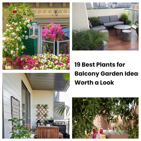 19 Best Plants for Balcony Garden Ideas Worth a Look | SharonSable