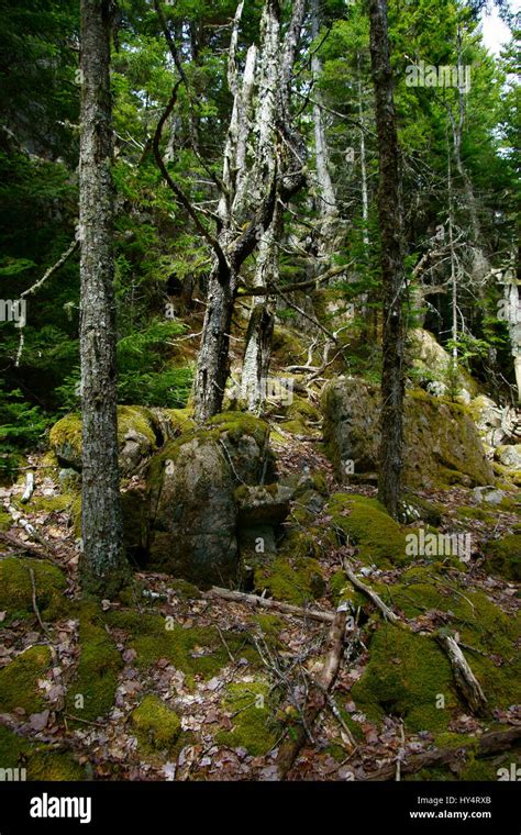 Tronco de abeto muerto fotografías e imágenes de alta resolución Alamy