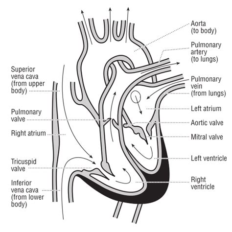 Vector illustration of the heart and course of blood flow through the ...