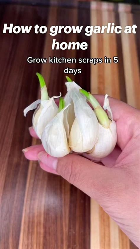 Grow Garlic At Home From Scratch Artofit