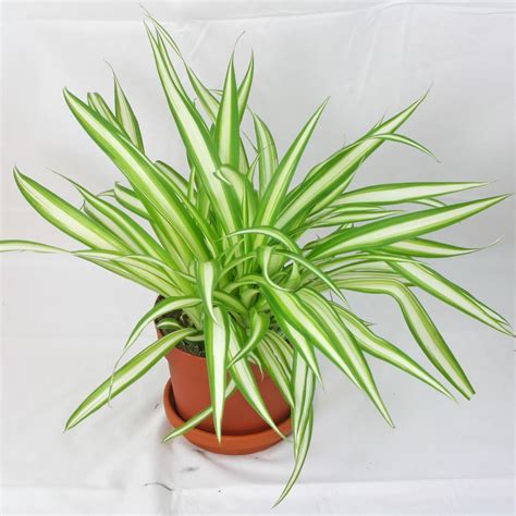 Spider Plant Chlorophytum Comosum Variegatum