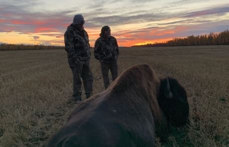 Bison Hunting - Clearwater Alaska Outfitters