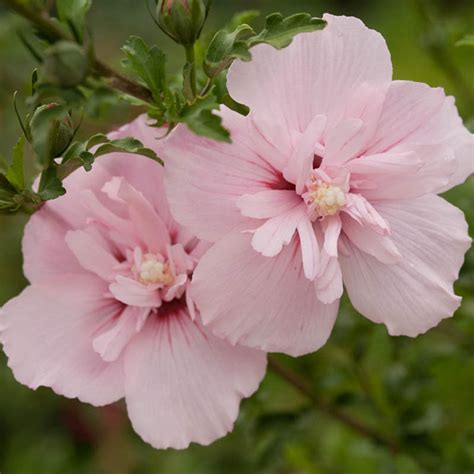 Hibiscus Syriacus Pink Chiffon® Rose Of Sharon