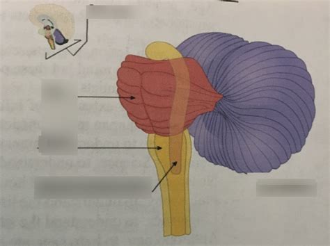 Psyc Ch Diagram Quizlet