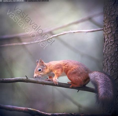 Kuva Orava orava Sciurus vulgaris jyrsijä jyrsijät nisäkäs nisäkkäät