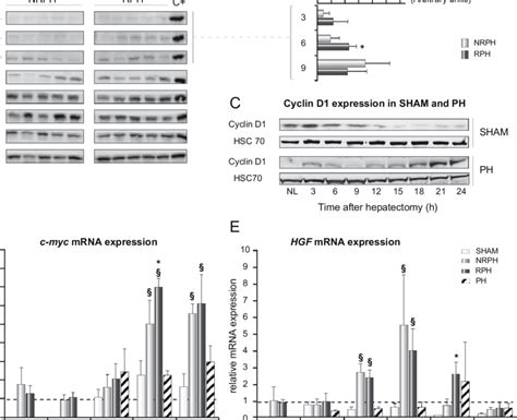 Expression Of G Phase Cell Cycle Markers Appears Higher Or Sooner In